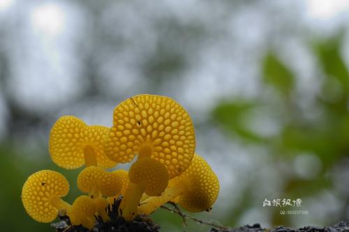 收购干平菇，干平菇大片，干平菇朵，有货的联系